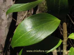 Imgen de Planta no identificada #2360 ()